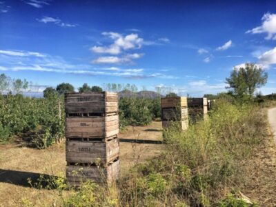 Sur la 6e étape, nous marchons à travers des vergers, pour changer.