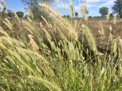 Aujourd'hui, le chemin de randonnée est bien plus agréable qu'hier.