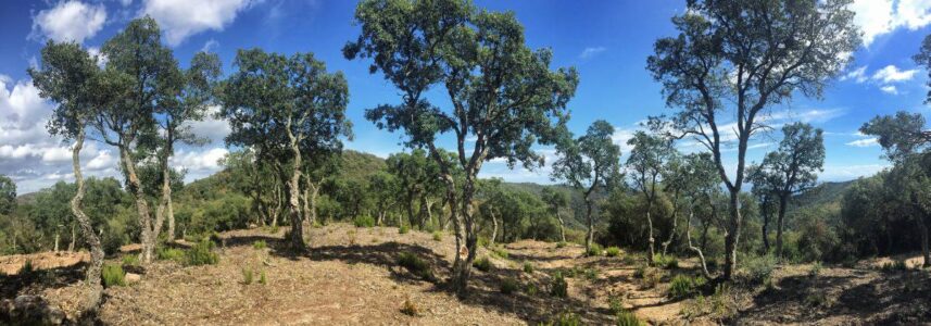 Stage 9 leads through cork oak forests