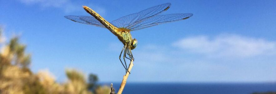Istantanea sul palco tra Portbou e Llançà